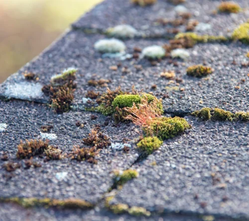 roof moss removal service